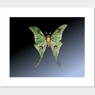 Luna moth at night Posters and Art